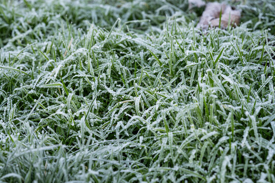 Frozen winter nature background, closeup of green blades of grass with frost and frozen water droplets, morning lawn in cold weather
