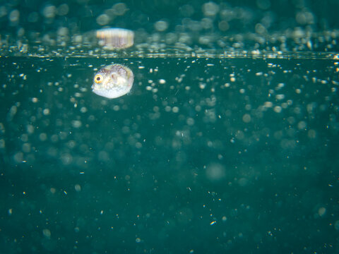 モヨウフグ, フグ科,
Stellate puffer, Starry puffer, Starry toadfish, Arothron stellatus, 
幼魚yg,
他。
ヒリゾ浜南伊豆町中木
静岡県伊豆半島-2025
日本有数のシュノーケリングスポット。
夏の数カ月間だけ渡し船で行ける。
水質透明度魚影が素晴らしい。
