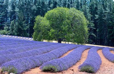 Lavender farm and mountains