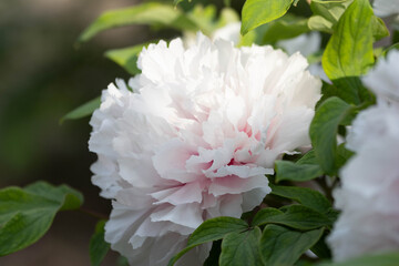 Soft Blush Peony Bloom in Gentle Natural Light, Peony (Paeonia species, likely Paeonia lactiflora)