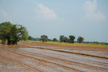 Flooded rice field with textured brown soil, prepared for planting in peaceful rural landscape under blue sky.