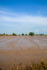 Flooded rice paddy field with muddy brown water under a clear blue sky, ready for planting in a rural agricultural landscape, serene scene.