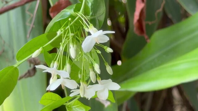 Close-up of beautiful white Wrightia religiosa (Water Jasmine) flowers blooming in the garden.