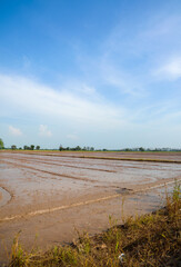 Expansive wet muddy rice paddy field prepared for cultivation reflecting a vibrant blue sky with soft white clouds in a serene rural agricultural landscape