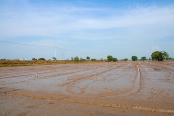 Vast muddy rice field prepared for planting with tilled soil under a clear blue sky in a serene agricultural rural landscape.