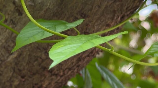 Close-up Green vine and leaves growing on a big tree trunk in a tropical garden.