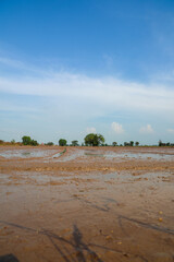Expansive muddy rice paddy field prepared for planting under a clear blue sky in a serene rural agricultural landscape with natural light