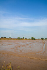 Muddy agricultural field with tilled soil and water, prepared for rice cultivation under a bright clear blue sky, rural landscape.