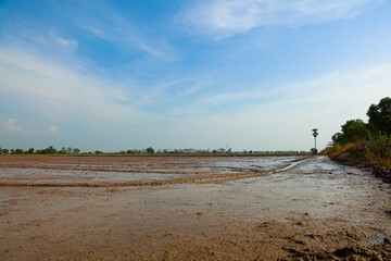Muddy rice field with shallow water reflecting clear blue sky, freshly tilled and prepared for planting in a peaceful rural scene.