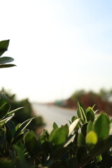 Vibrant green leaves providing natural foreground frame for blurred bright sky and peaceful background road on a sunny outdoor day.