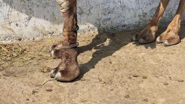 Slow tracking shot of camel legs and padded hooves on dry earthen ground textured skin and ankle straps visible warm sunlight casting shadows on a weathered wall in India