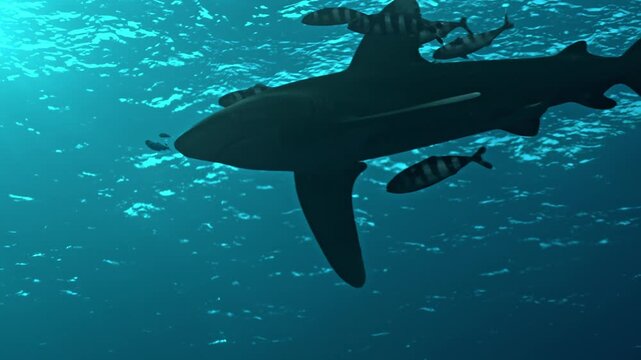 Encounter with Oceanic Whitetip shark (Carcharhinus longimanus) swimming through the deep blue waters of the Red Sea.
