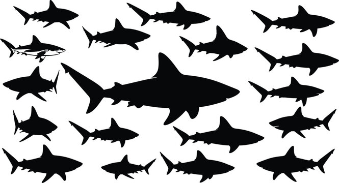 Sharks silhouette set with great white shark predator icons isolated on white background for marine wildlife ocean underwater predator design,
