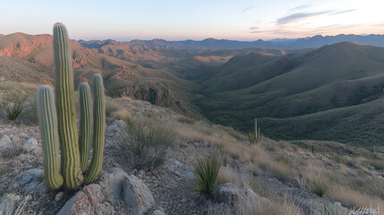 Majestic desert cacti overlook tranquil valley