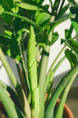 Obraz premium Zz plant new leaf unfurling and developing in home environment