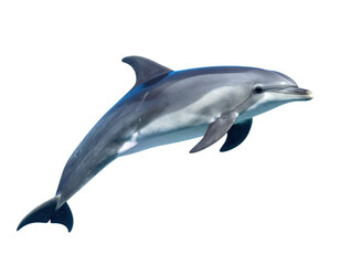 dolphin isolated on a white background