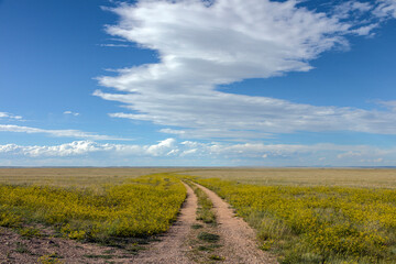 Dirt Road Through Yellow Wildflowers on a High Plains Grassland