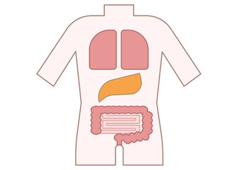 Human Body Digestive System Simplified Anatomy Illustration for Medical Education and Health Awareness Content