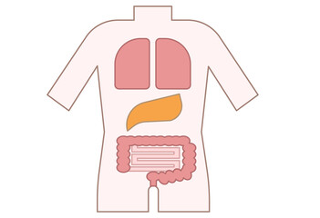 Human Body Digestive System Simplified Anatomy Illustration for Medical Education and Health Awareness Content