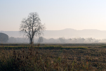 misty morning in the morning