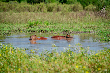 Pair of capybaras resting in a pond in their natural habitat in El Palmar National Park © LautaroFederico