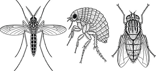 Mosquito flea and fly hand drawn insect engraving illustration set detailed pest anatomy vintage scientific entomology collection isolated artwork © Its Marjia's World