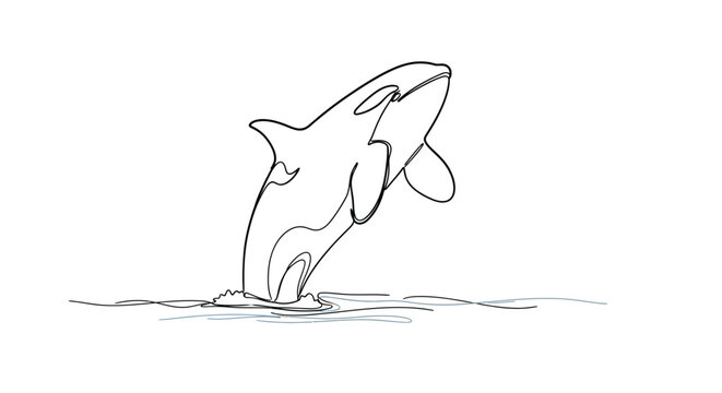 Orca whale breaching water, single line art, marine life and ocean concept