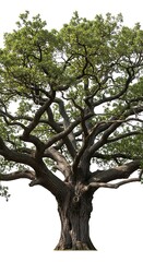 Fototapeta premium A majestic, ancient oak tree with a thick, gnarled trunk and sprawling branches covered in lush green leaves, set against a plain white background.