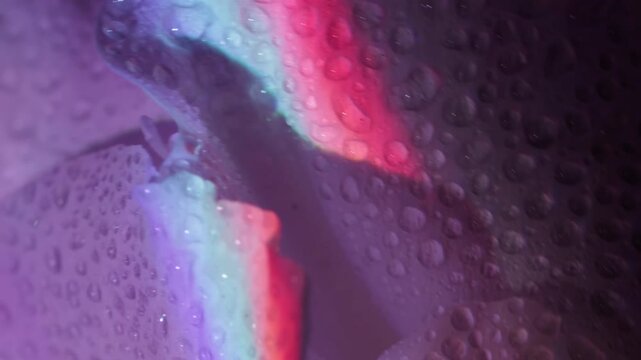 Vertical video. Rainbow bloom. Neon floral background. Defocused purple red green color eustoma flower plant water on tropical art light abstraction.