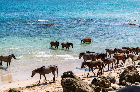 island life, horses on sunny day at the beach in sumba, Indonesia