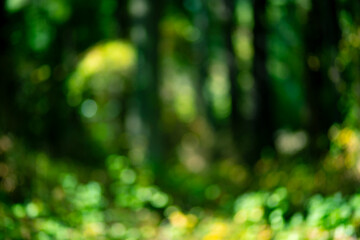 Obraz premium Forest background. Blur nature background. Greenery background. Green environment. Green leaves in green nature soft light. Nature pattern with leaves. Blurred background of greenery.