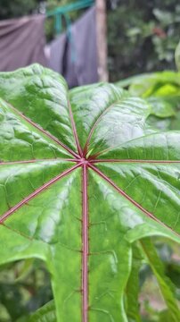 Fresh Green Gedi or Abelmoschus Manihot Leaves Growing in Tropical Organic Garden for Healthy Vegetable Concept
