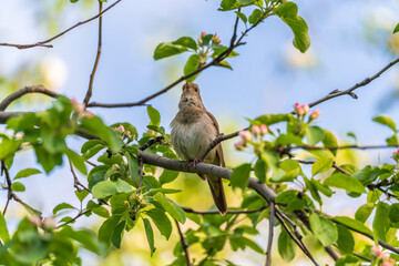 Obraz premium Thrush Nightingale, Luscinia luscinia. A bird sits on a tree branch and sings