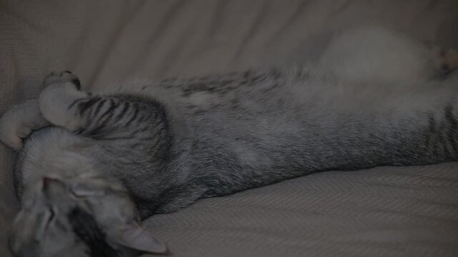A cat is seen resting on a bed, displaying different positions in each frame. The animal is engaged in a relaxed state