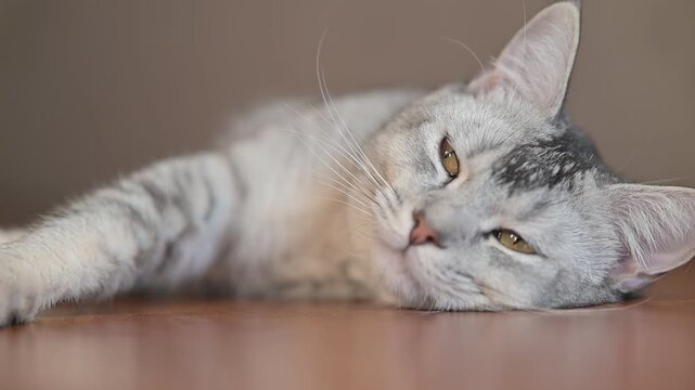 A domestic cat rests on a flat surface, displaying its gray fur and relaxed eyes.