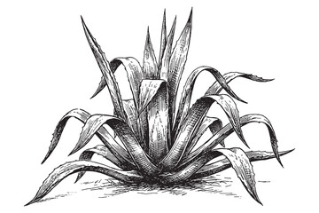 Blue Agave Succulent Plant with Spiky Leaves Illustration © trianatio