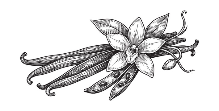 vanilla orchid blossom surrounded by spice pods and tropical leaves.