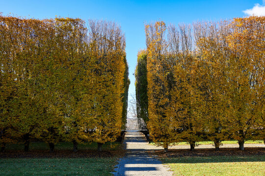 Autumn foliage and landscaped grounds with formal trimmed trees in a garden at Dia Beacon Museum in Beacon, New York