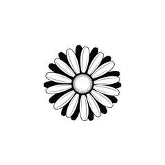 Fototapeta premium Black and white daisy flower illustration.
