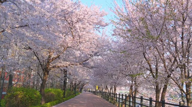The cherry blossom-lined streets in Seoul, South Korea, are beautiful in spring.