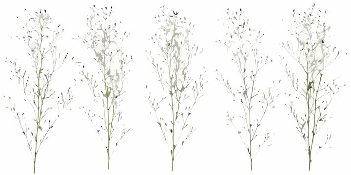 Delicate wildflower stems with small white blossoms against a white background