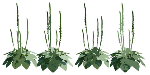 A stylized illustration of several clumps of green plants with tall stalks © Barsha