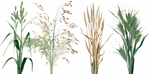 A collection of various wild grasses in different stages of growth © Barsha