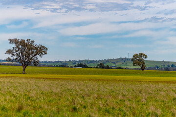 Riverina Countryside in Spring &ndash; Lush Fields Under Clouded Skies