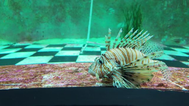 Lionfish (Pterois volitans) swimming in an aquarium tank. Close-up of a striped, venomous tropical reef fish with long flowing pectoral fins and spiny dorsal rays.