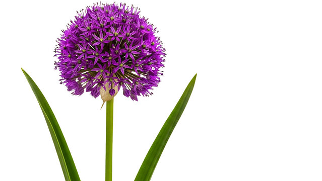 Vibrant purple allium flower in full bloom with green leaves