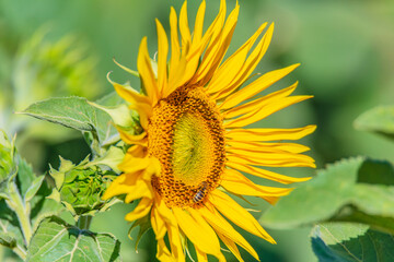 Honey Bees in the Heart of Summer Sunflowers