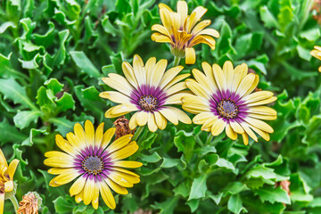 Osteospermum Blue Eyed Beauty flowers in the garden
