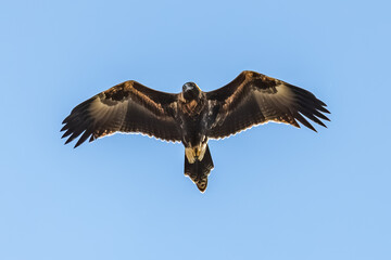 Wedge-tailed Eagle flying in the blue sky