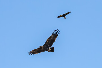 Wedge-tailed Eagle being harassed by an Australian Magpie in the blue sky